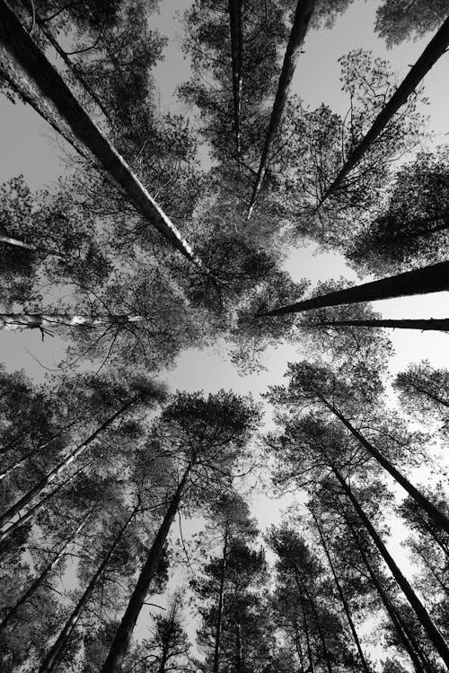 Low Angle Shot of Trees in the Forest