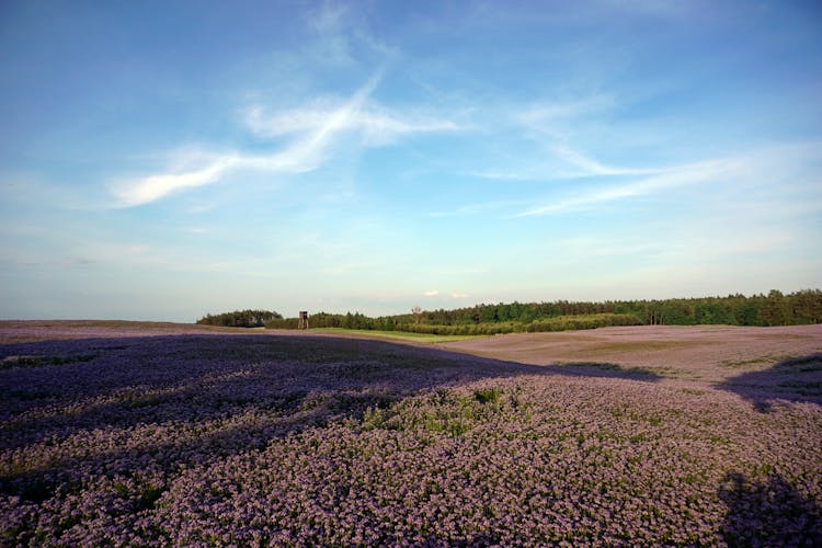 View Of A Lavender Field Under Blue Sky