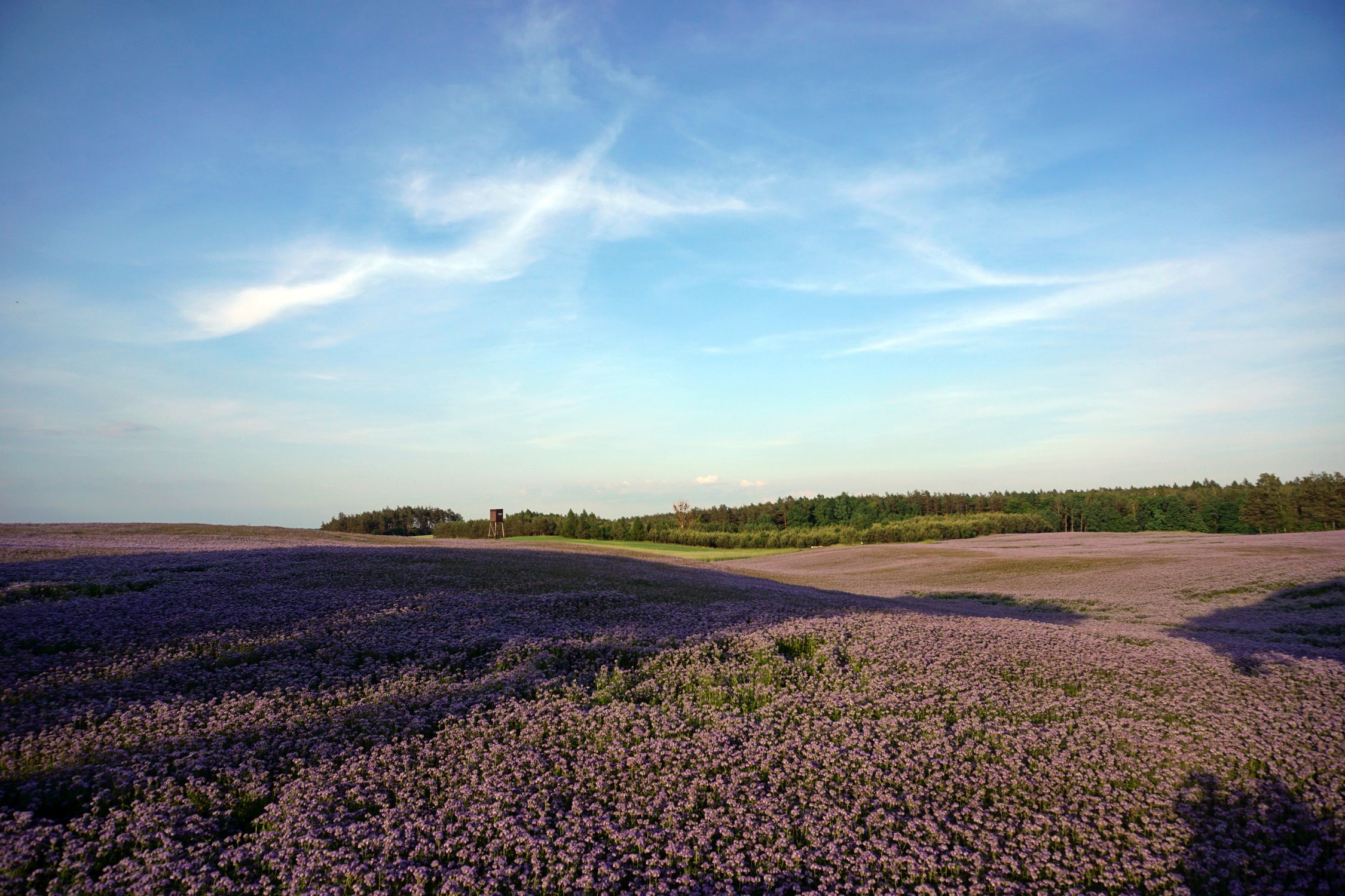 View of a Lavender Field under Blue Sky · Free Stock Photo