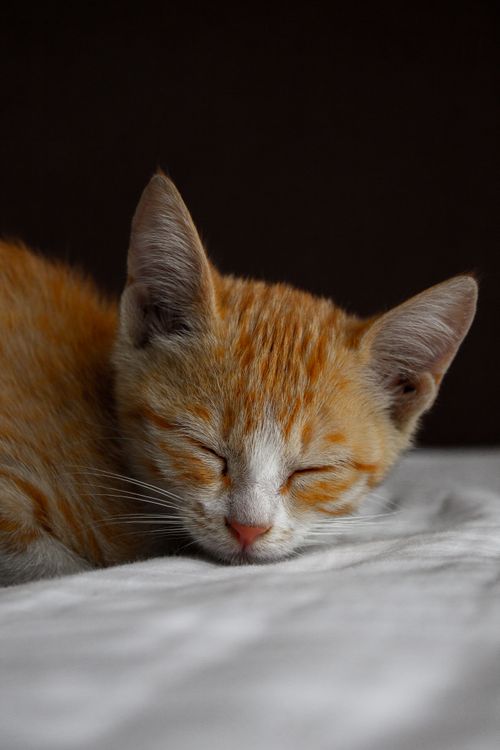 Free Close-up of a cute ginger kitten peacefully sleeping on a white surface. Stock Photo