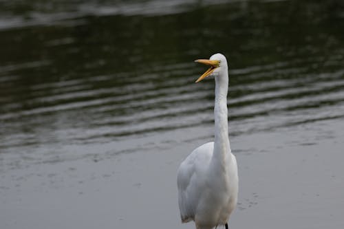 An Egret in the Water