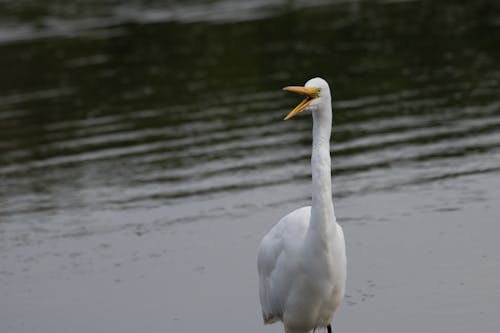 Gratis stockfoto met dierenfotografie, h2o, natuurfotografie