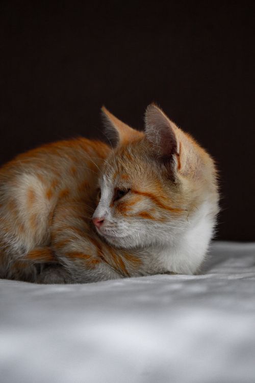 Free Calm ginger cat lying down with a black background, perfect for pet-related themes. Stock Photo