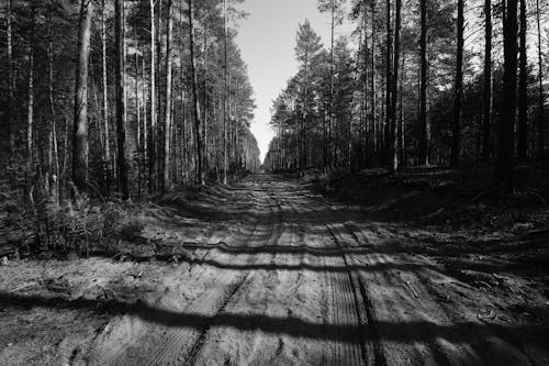 Black and White Picture of a Road between Trees in the Forest