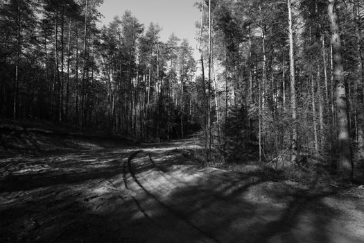 Moody black and white forest with path and sunlight casting shadows.