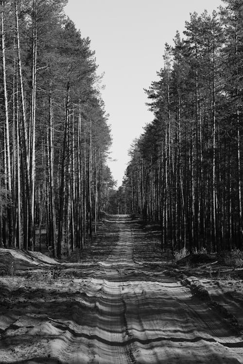 Black and White Photo of a Road between Trees in the Forest
