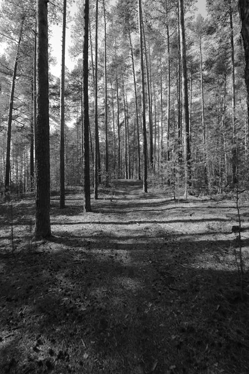 Black and White Picture of a Forest