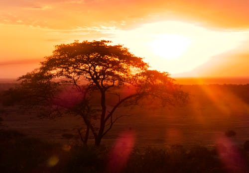 Immagine gratuita di africa, albero di acacia