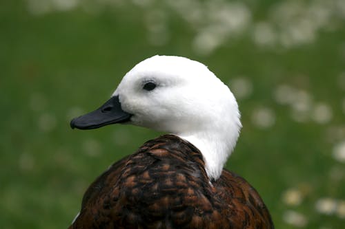 Free stock photo of christchurch, new zealand, white headed duck
