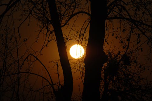 Free stock photo of black, scenery, sun