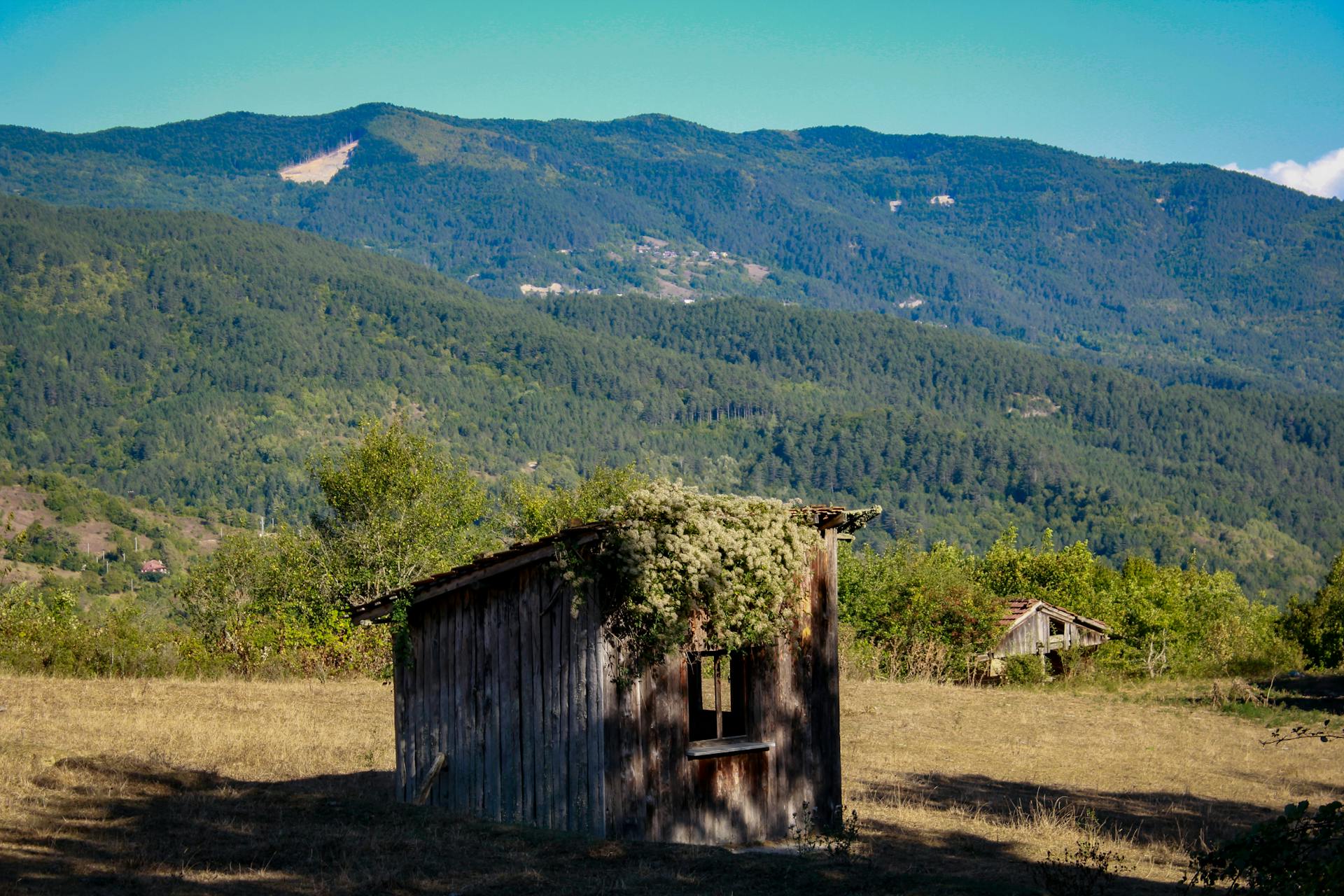 Wooden, Abandoned Shed with Forest on Hill behind