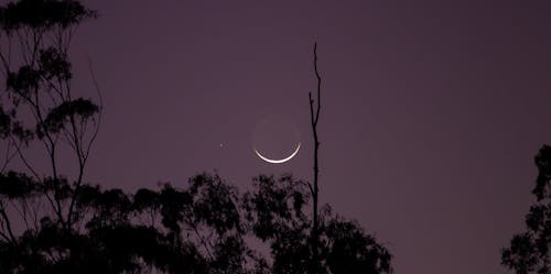 Immagine gratuita di alberi, cielo notturno, eclissi lunare