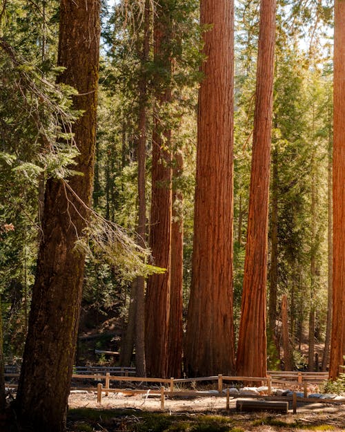 优胜美地国家公园, 加州, 垂直拍摄 的 免费素材图片
