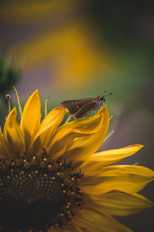 Moth on Sunflower
