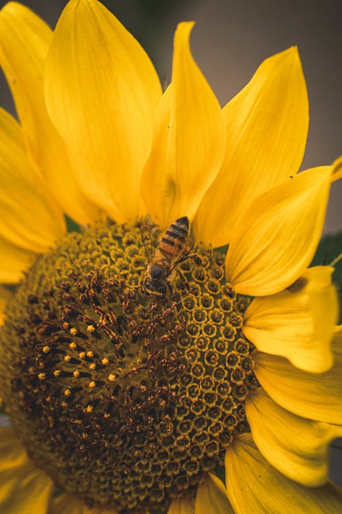 Bee on Sunflower