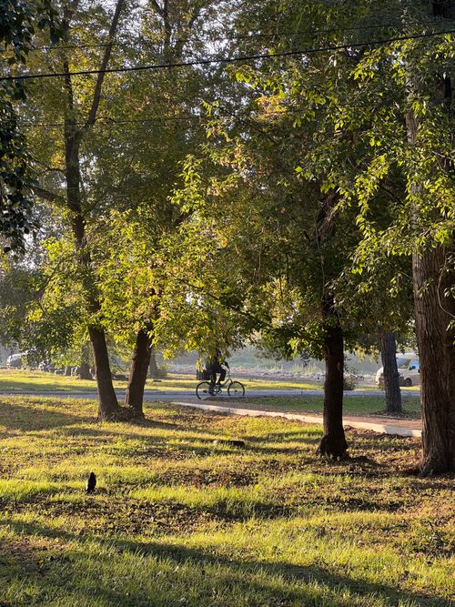 Free A person on a bicycle rides along a tree-lined path in a sunny park. Stock Photo