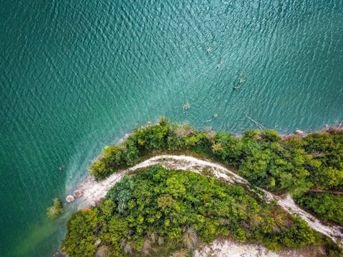 Footpath among Trees on Sea Shore