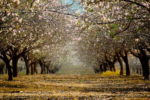 Free stock photo of almond, almonds