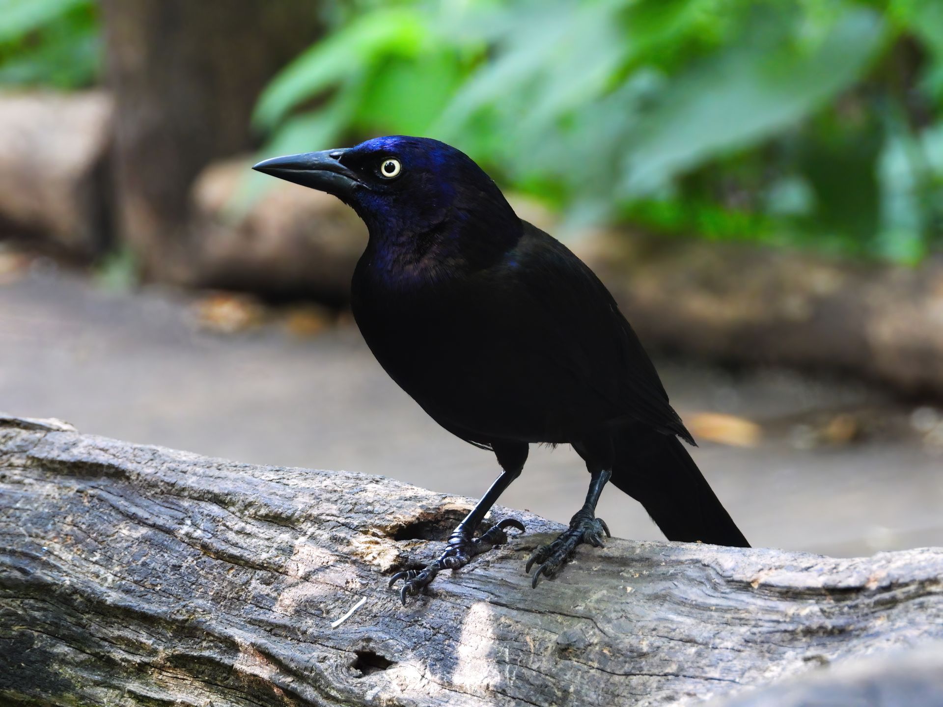 A Common Grackle perches on a log in a New York City park.
