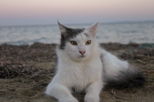 Free Cat Lying Down on Beach Stock Photo