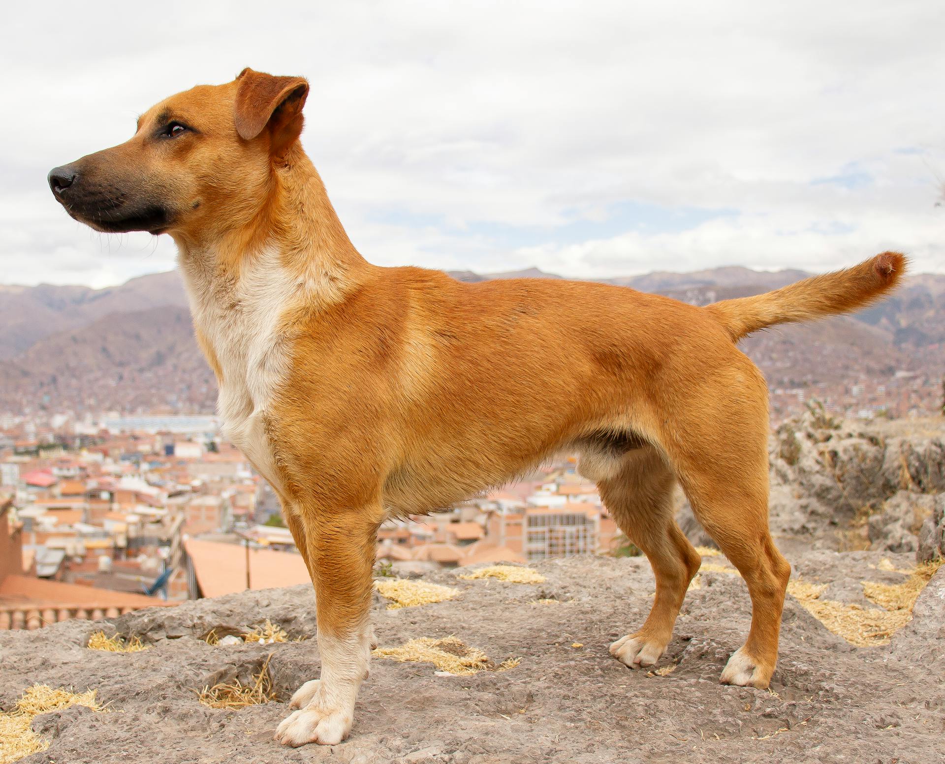 Dog on Rock over Town