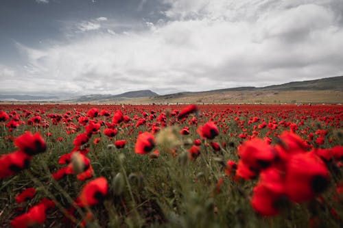View of a Poppy Field and Hills