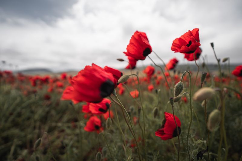 Remembrance ceremony honouring those who served