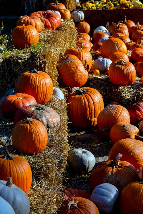 Free A colorful array of pumpkins on hay bales brightens a fall day in Whitchurch-Stouffville, Canada. Stock Photo