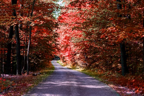 Red Trees around Road in Autumn