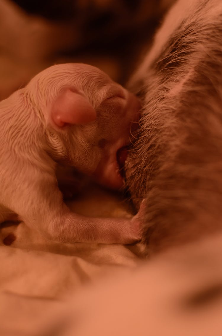 Head Of Baby Animal