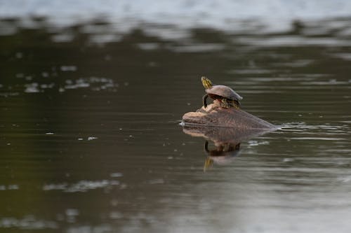 무료 거북이, 돌, 동물 사진의 무료 스톡 사진