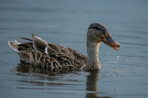 Free Mallard duck swimming gracefully on a calm lake with water droplets falling from its beak. Stock Photo
