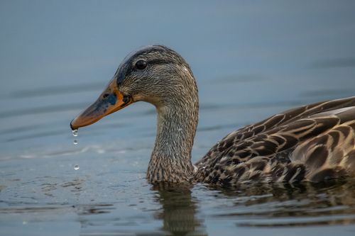 Free Stunning close-up of a Mallard duck with water droplets, highlighting its natural beauty. Stock Photo