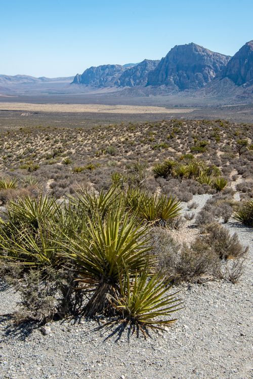 Free Explore the stunning desert scenery with rocky mountains and vibrant vegetation. Stock Photo
