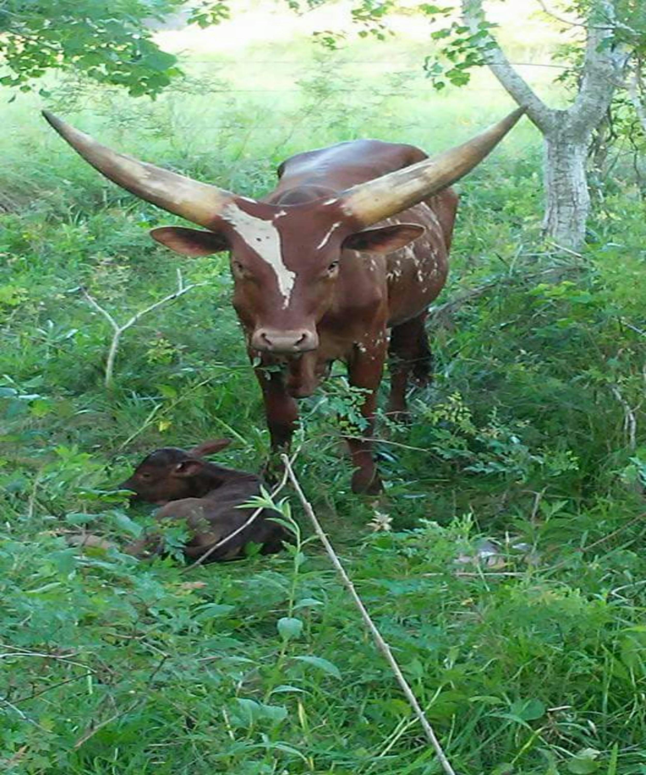 Free stock photo of #brahman cow #nature #cow #farm