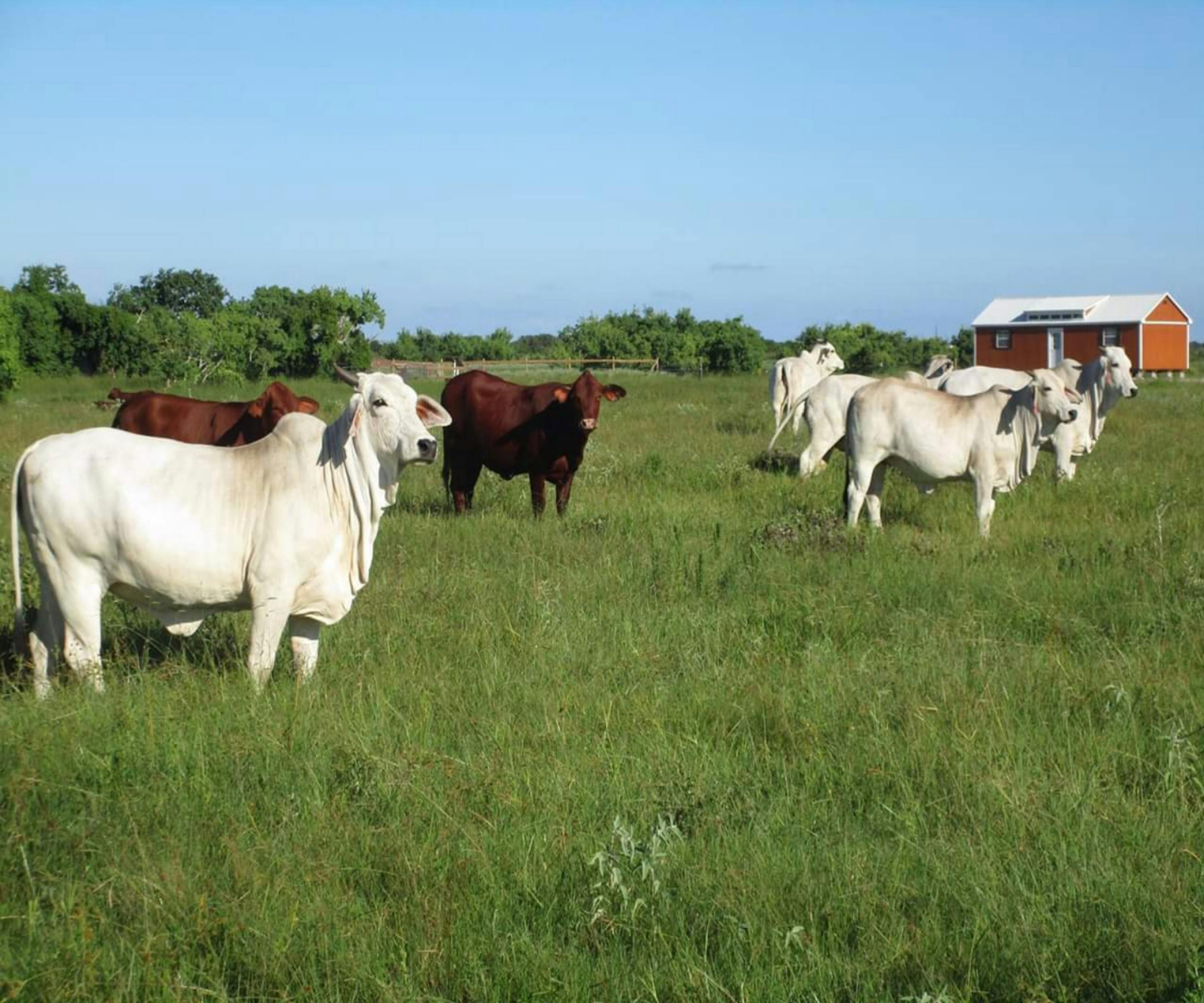 Free stock photo of #nature #brahman cow #cow #farm