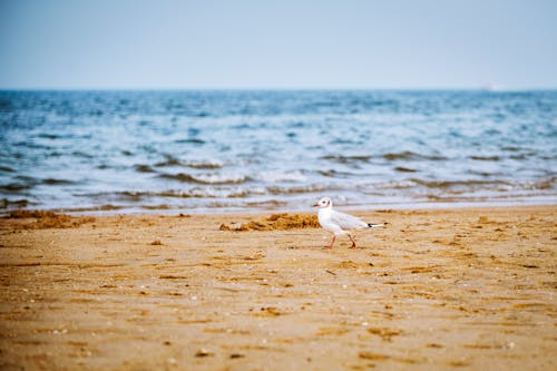 Seagull Walking on the Beach
