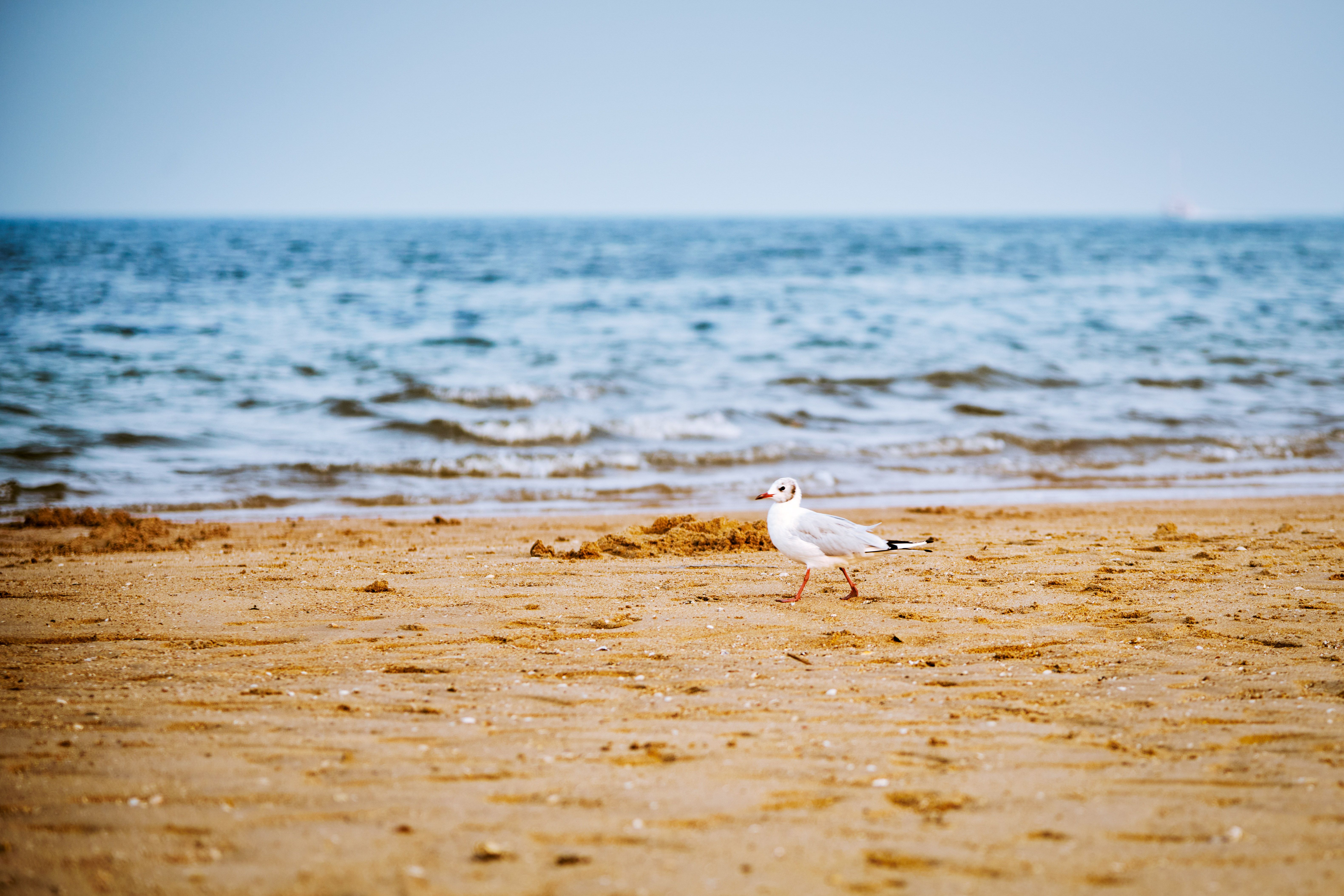 Root gull photos download the best free root gull stock photos hd images