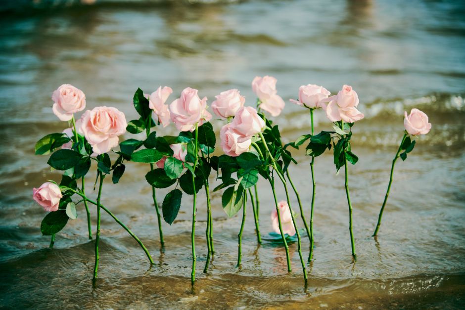 Delicate pink roses beautifully arranged by the shore, creating a romantic and serene scene in the water.