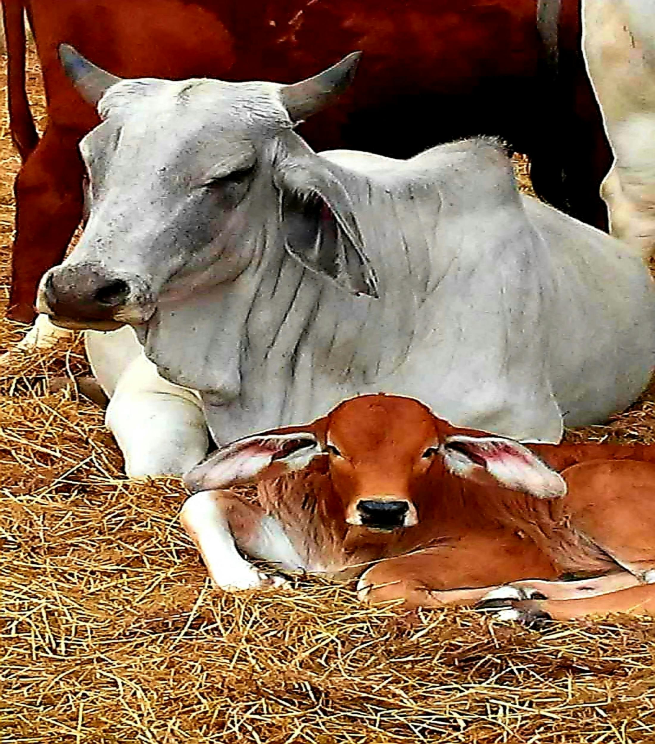 Free stock photo of #nature #brahman cow #cow #farm #pasture
