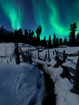Captivating aurora borealis illuminates a snowy rural landscape with trees and fences at night.
