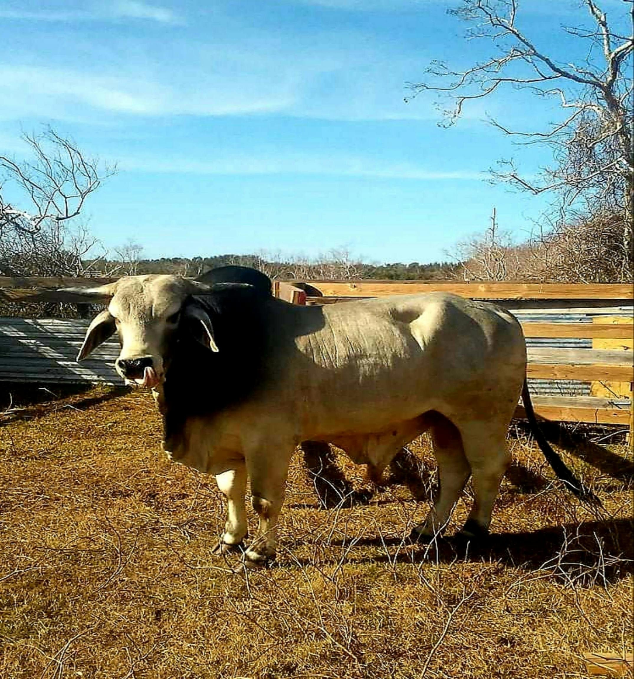 Free stock photo of #bull #nature #brahman cow #cow #farm #pasture
