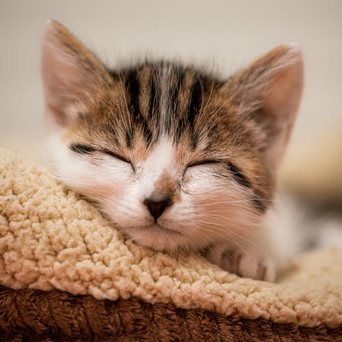 Close-up of a Sleeping Kitten