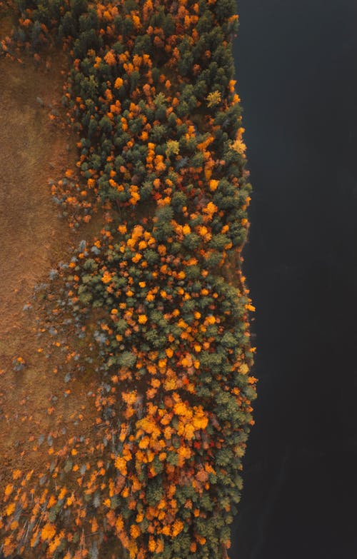 Aerial View of the Forest on the Riverbank in Autumn