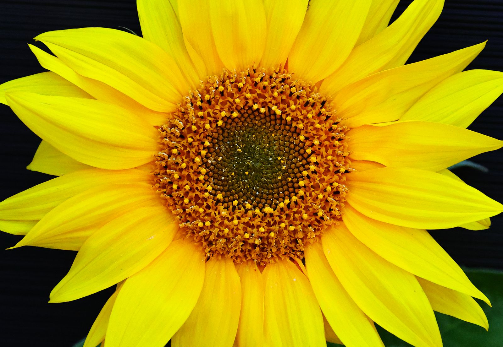 Sunflower, up close paint by numbers