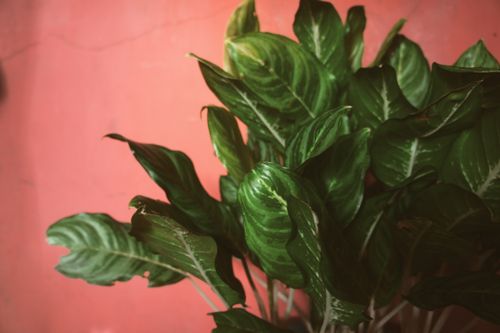 Free Detailed view of vibrant green leaves against a rustic red wall, highlighting nature's beauty. Stock Photo