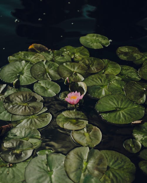 Water Lily Blooming in Pond