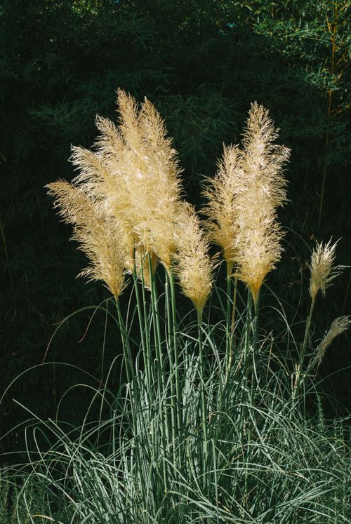 Free Sunlit pampas grass with lush green stalks and feathery tufts, creating a serene natural scene. Stock Photo