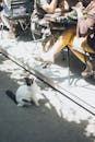 阳光明媚的日子里，一只本地猫坐在户外咖啡馆的顾客旁边，为街景增添了几分热闹