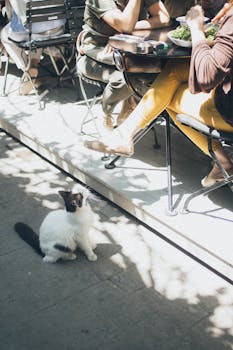 阳光明媚的日子里，一只本地猫坐在户外咖啡馆的顾客旁边，为街景增添了几分热闹